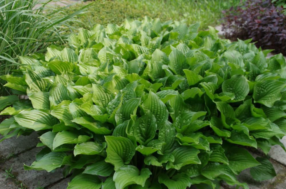 Plantenfiche-Hosta-plantaginea-var-grandiflora