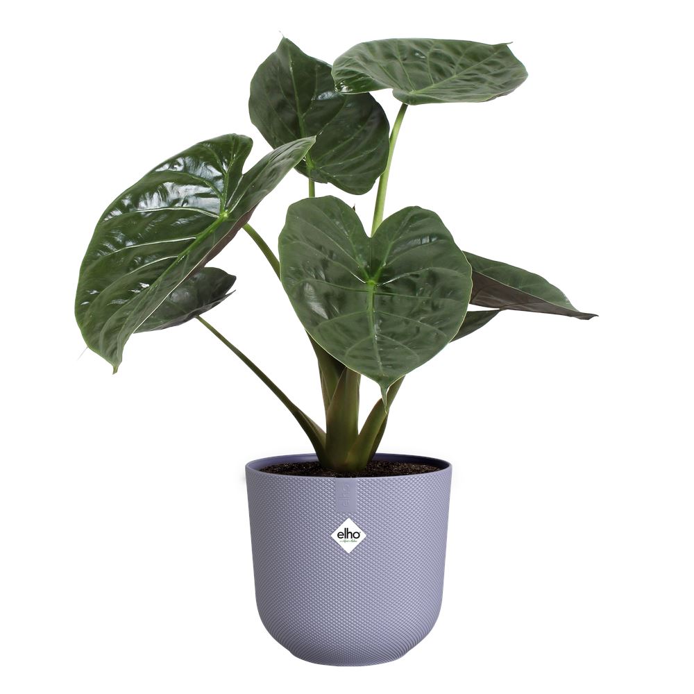 Bloempot-jazz-rond-23cm-lavendel-lila
