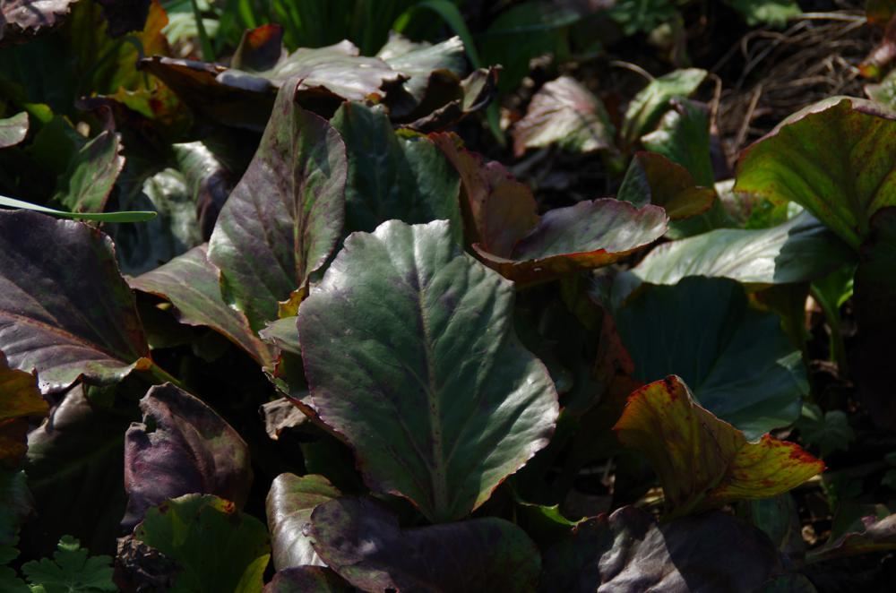 Plantenfiche-Bergenia-Winterglod-