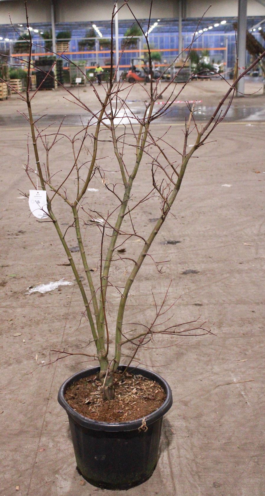 Acer palmatum 'Ohsakazuki' - pot 35L - 140+ cm