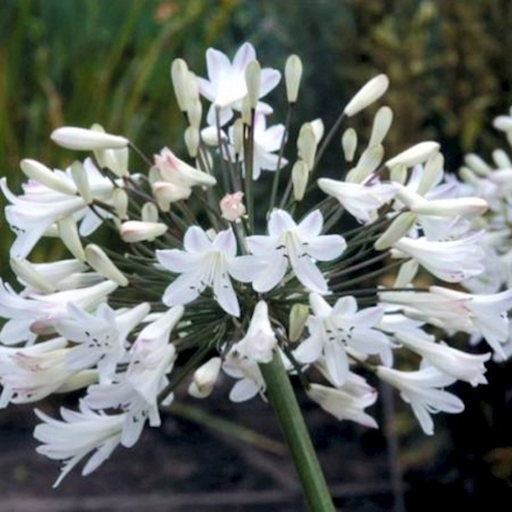 Plantenfiche-Agapanthus-africanus-Albus-