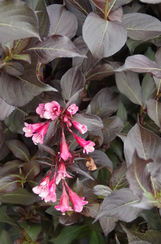 Plantenfiche-Weigela-florida-Alexandra-Wine-Roses-