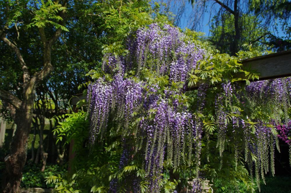 Plantenfiche-Wisteria-floribunda-Kyushaku-