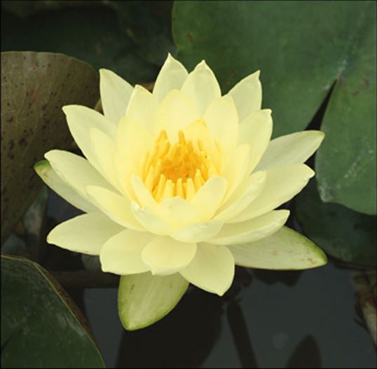 Nymphaea 'Joey Tomocick' - pot 3L