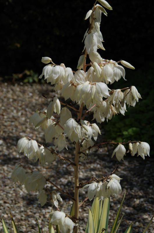 Plantenfiche-Yucca-filamentosa-Color-Guard-