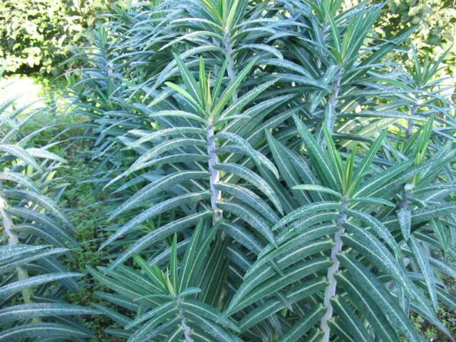 Plantenfiche-Euphorbia-lathyris