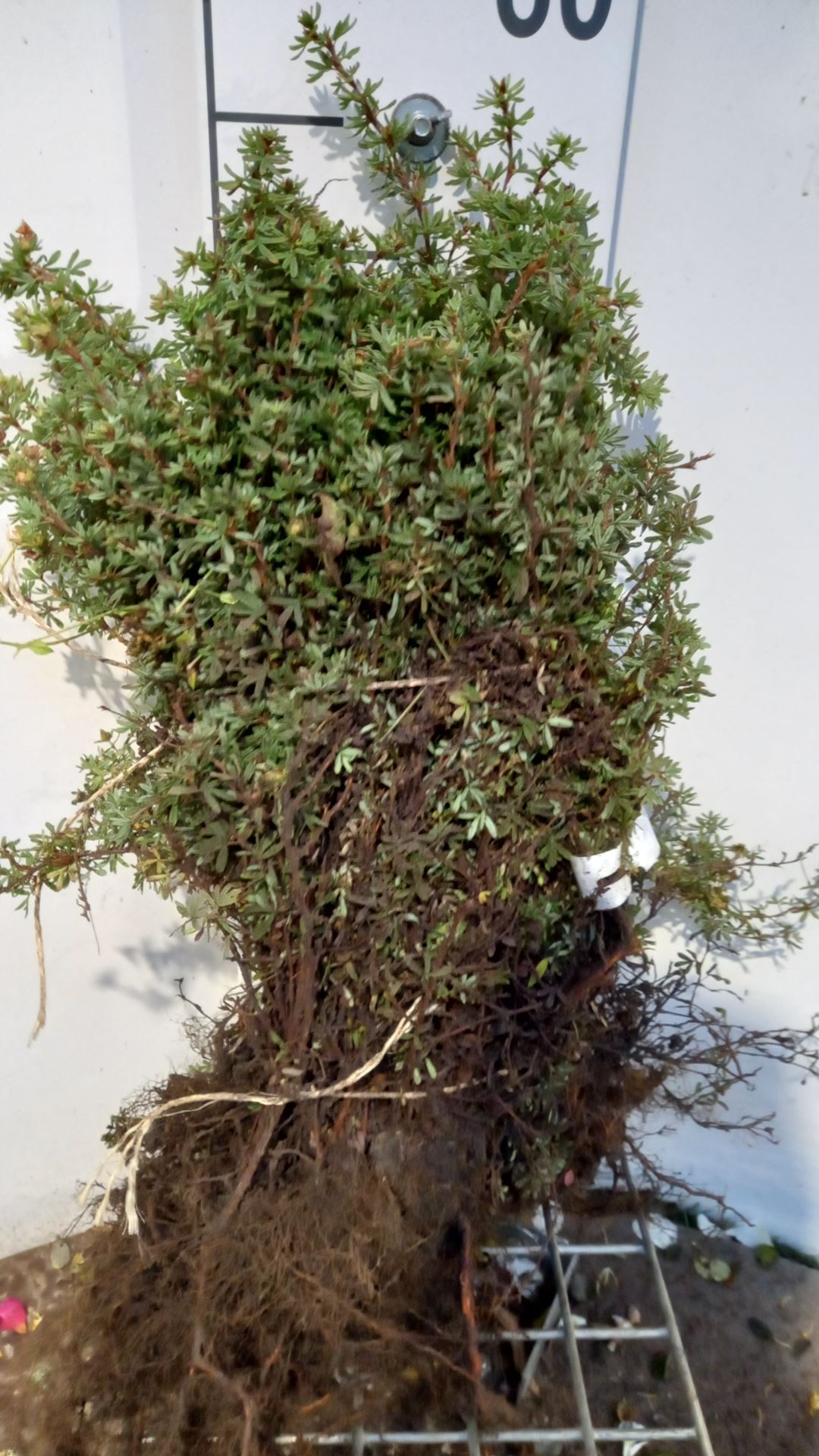 Potentilla fruticosa 'Red Ace' - bare root - 25-30 cm - 3-5 branches