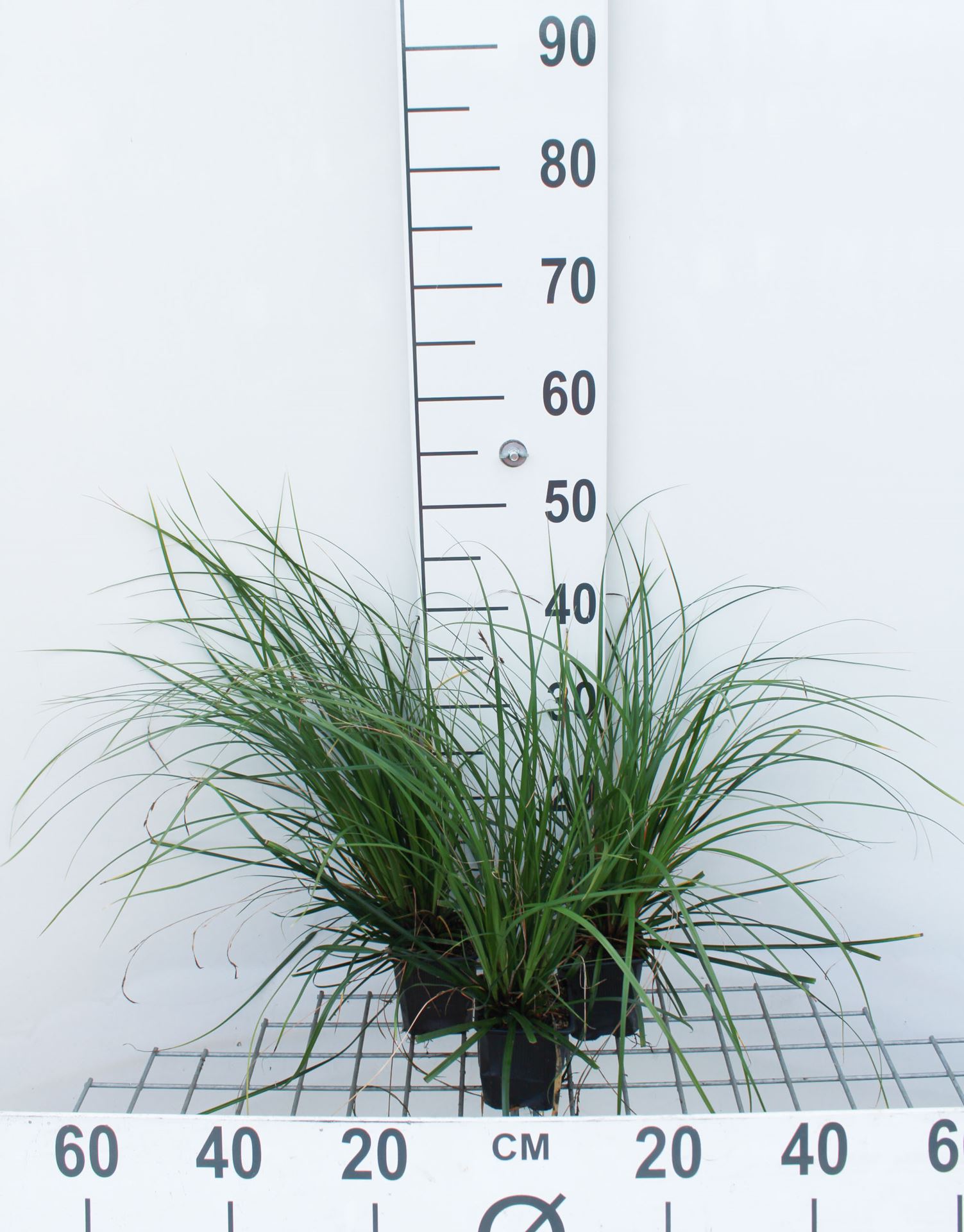 Carex oshimensis 'Evergreen' - pot 9x9 cm