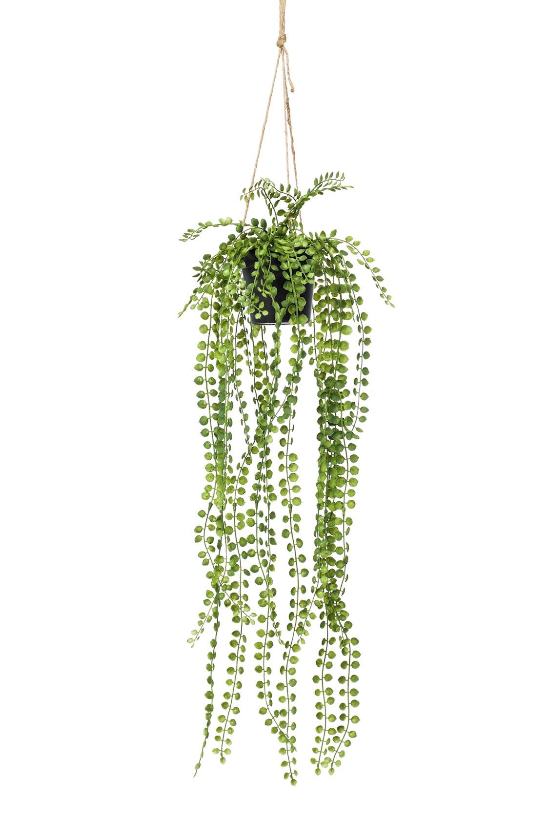ficus-pumila-hanging-bush-60cm-in-pot