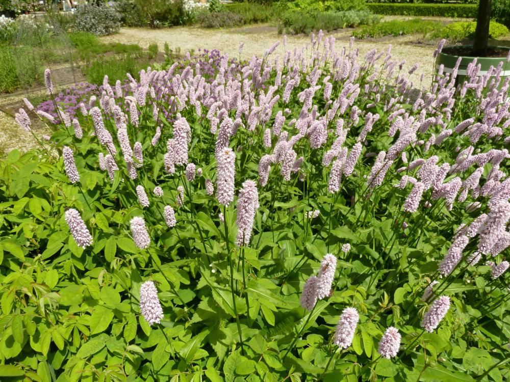 Plantenfiche-Persicaria-bistorta-Superba-