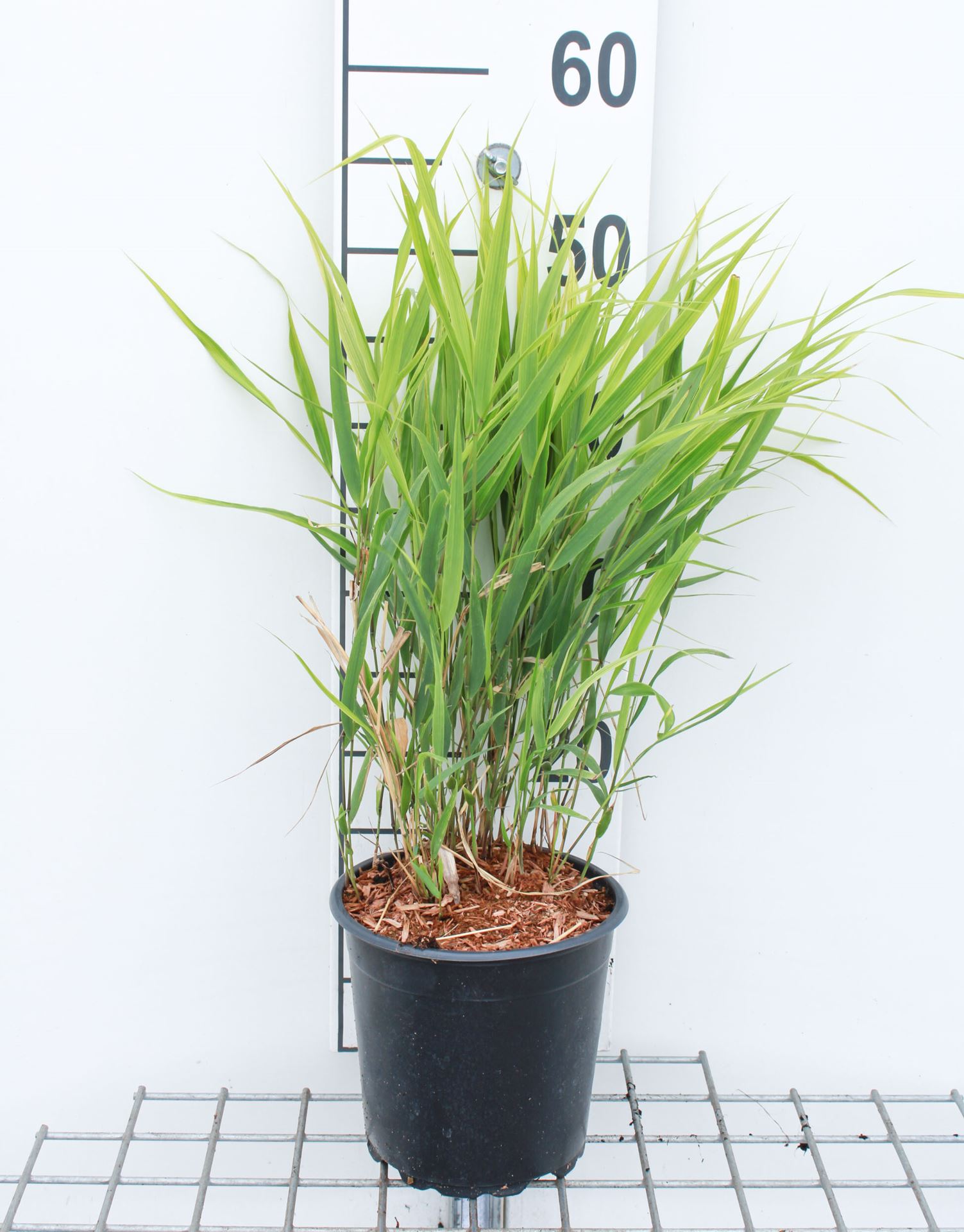 Hakonechloa macra - pot 3L