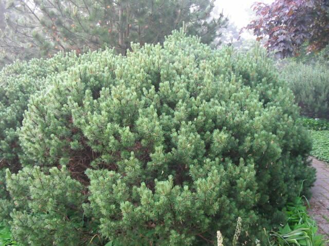 Plantenfiche-Pinus-mugo-Mops-