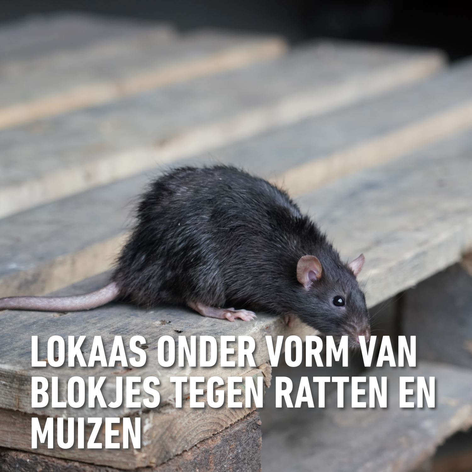 Barriere-radikal-toxa-blocs-ratten-muizen-300gr-12x25gr-