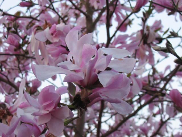 Plantenfiche-Magnolia-x-loebneri-Leonard-Messel-