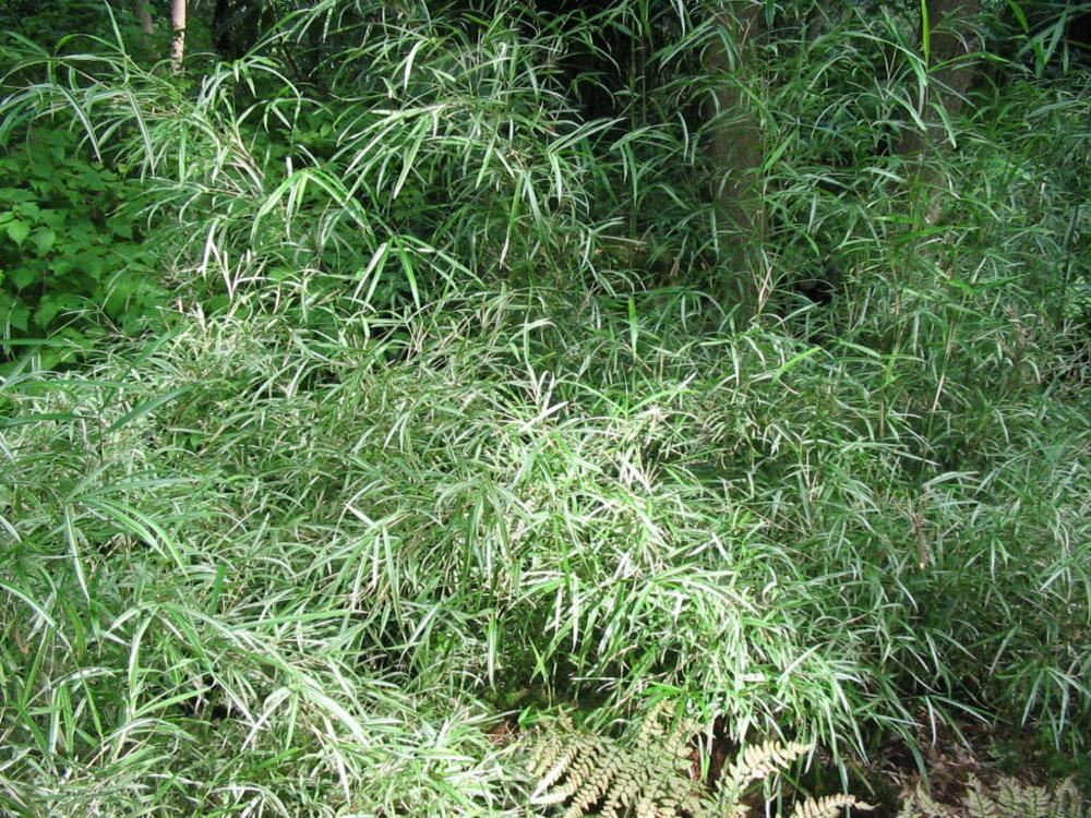 Plantenfiche-Pleioblastus-variegatus