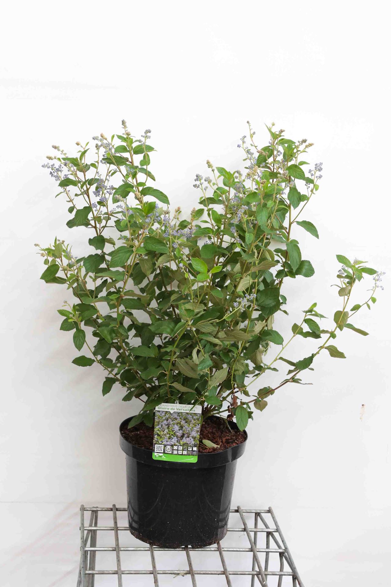 Ceanothus x delilianus 'Gloire de Versailles' - pot 10L - 60-80 cm