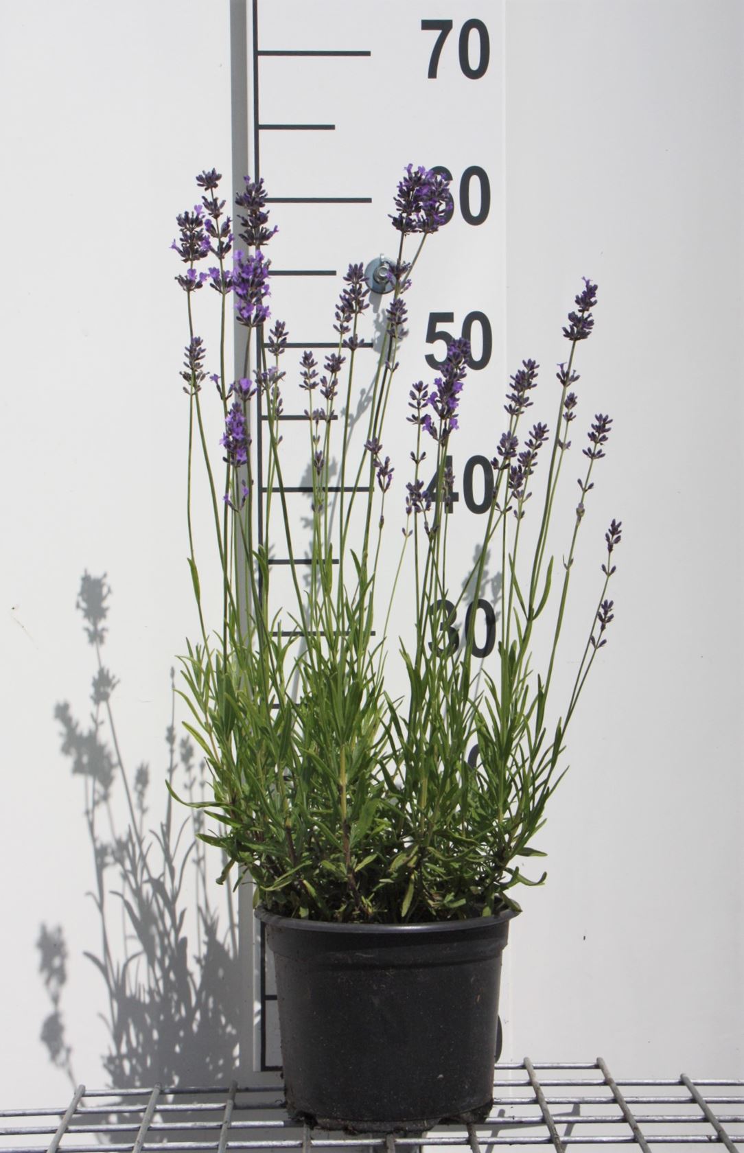 Lavandula angustifolia 'Munstead' - pot 2L (Lavande)