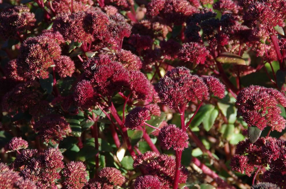 Plantenfiche-Sedum-Red-Cauli-