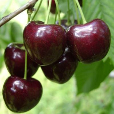 Prunus avium 'Kordia' - pot - halfstam boom