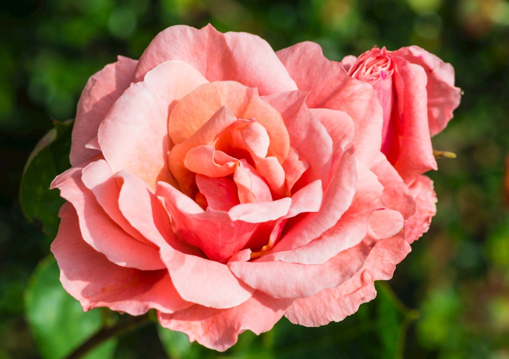 Plantenfiche-Rosa-Queen-Elizabeth-
