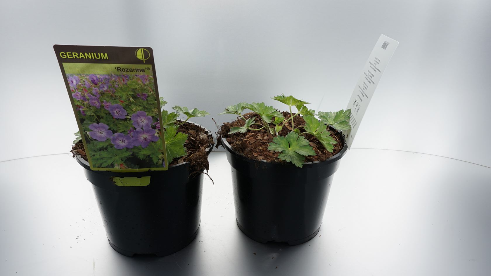 Geranium 'Gerwat' (Rozanne) - pot 2L