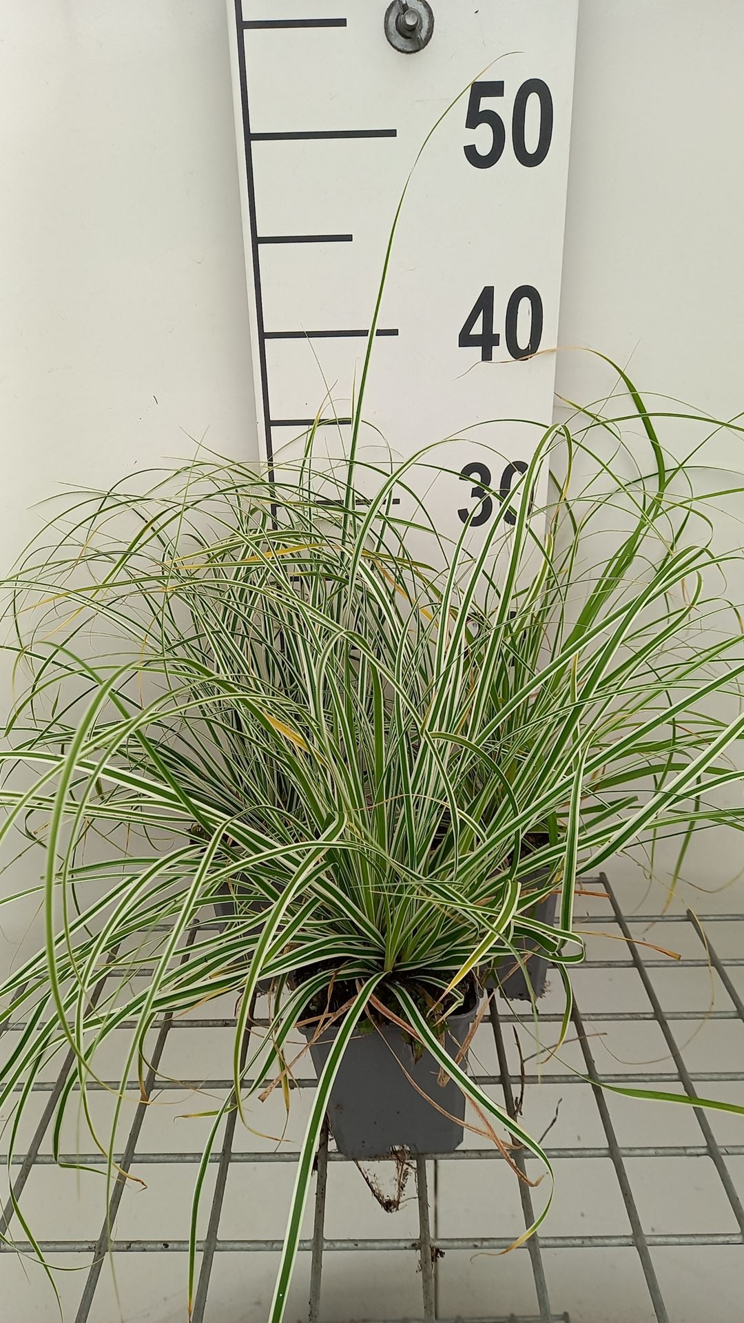 Carex oshimensis 'Fiwhite' (Everest) - pot 9x9 cm