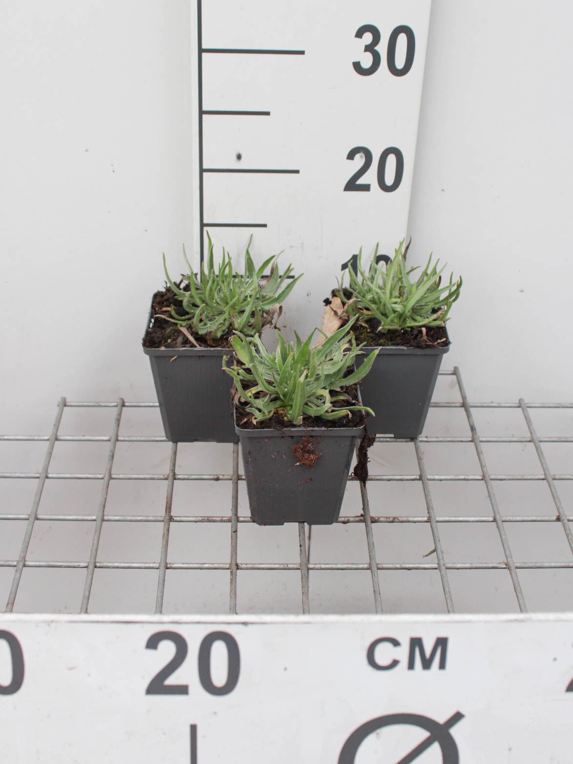 Catananche caerulea - pot 9x9 cm