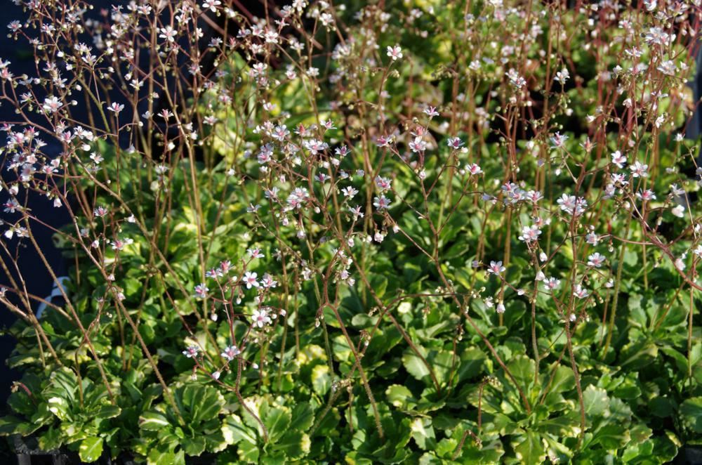 Plantenfiche-Saxifraga-x-urbium-Variegata-