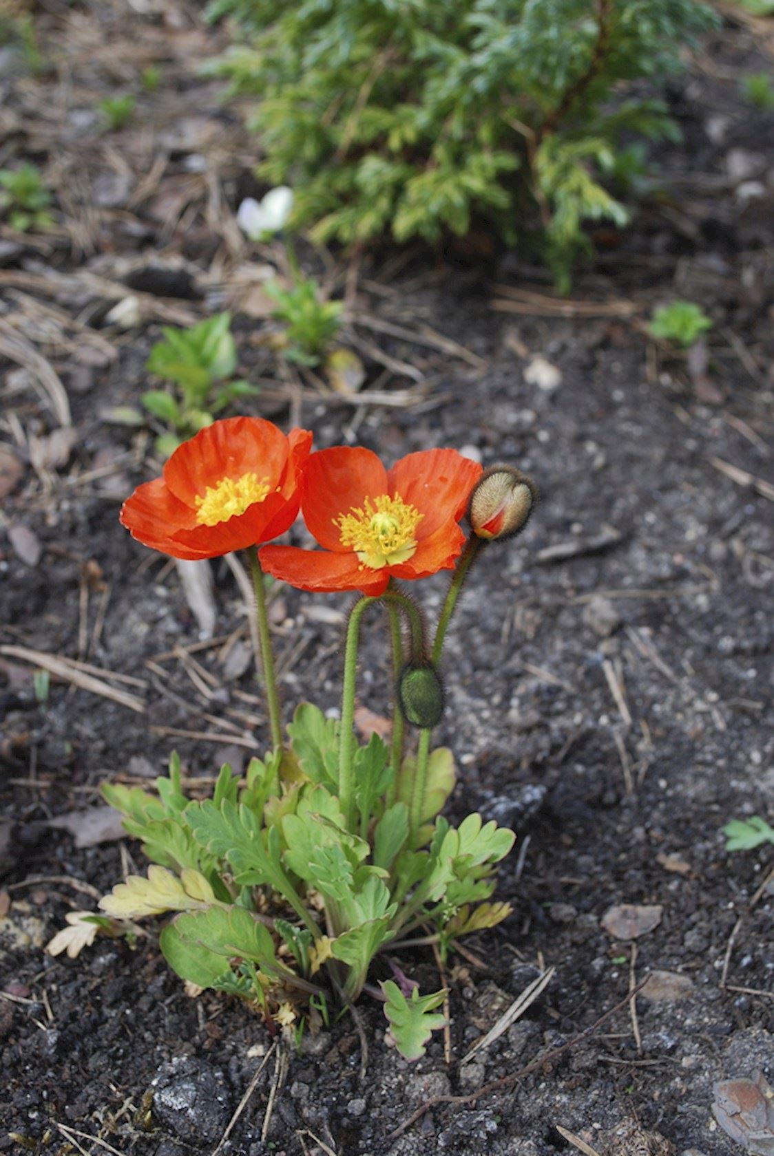 Plantenfiche-Papaver-nudicaule-Gartenzwerg-