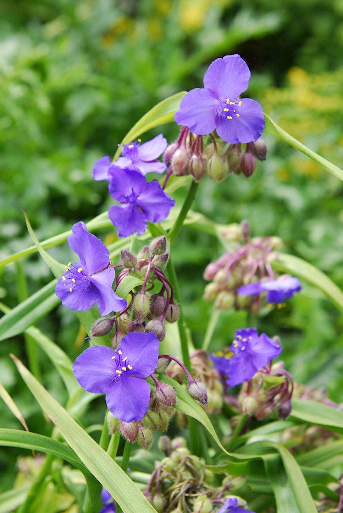 Plantenfiche-Tradescantia-Leonora-