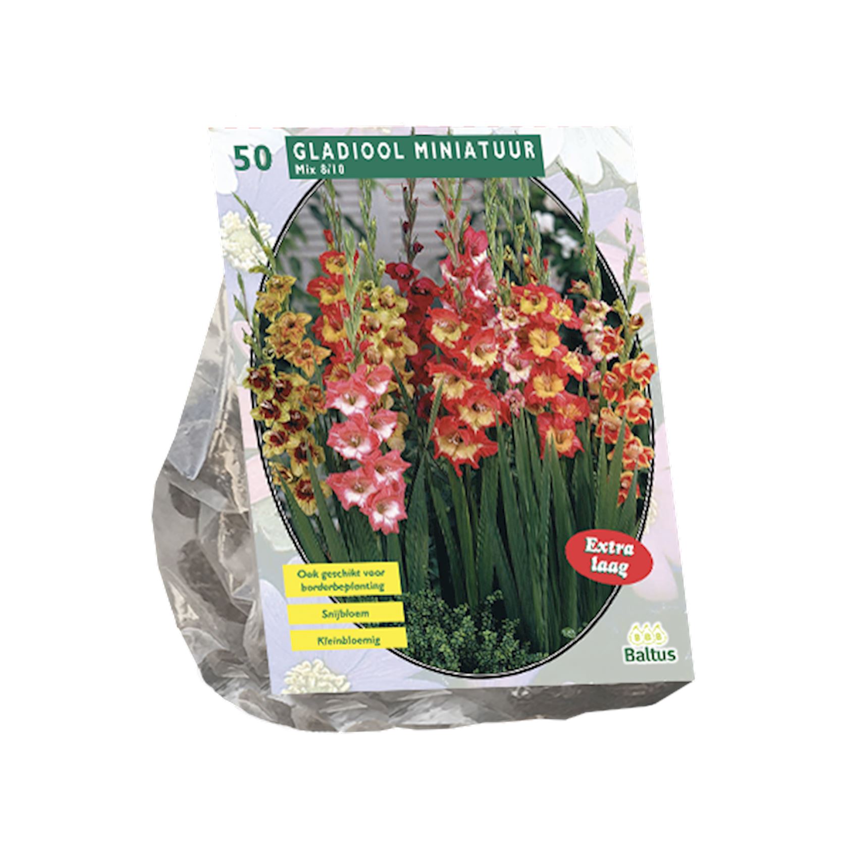 gladiolus-miniatuur-gemengd-per-50
