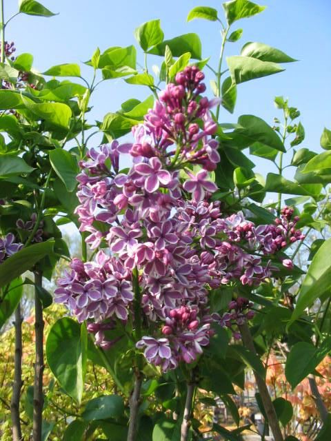 Plantenfiche-Syringa-vulgaris-Sensation-