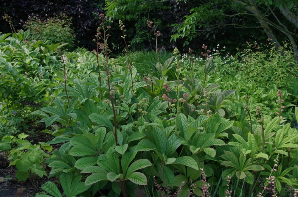 Plantenfiche-Rodgersia-henrici
