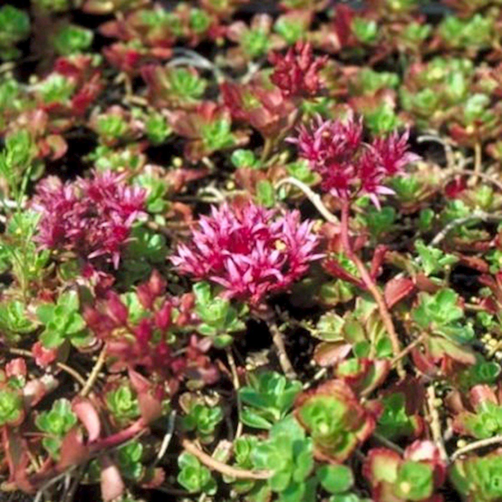 Plantenfiche-Sedum-spurium-Schorbuser-Blut-