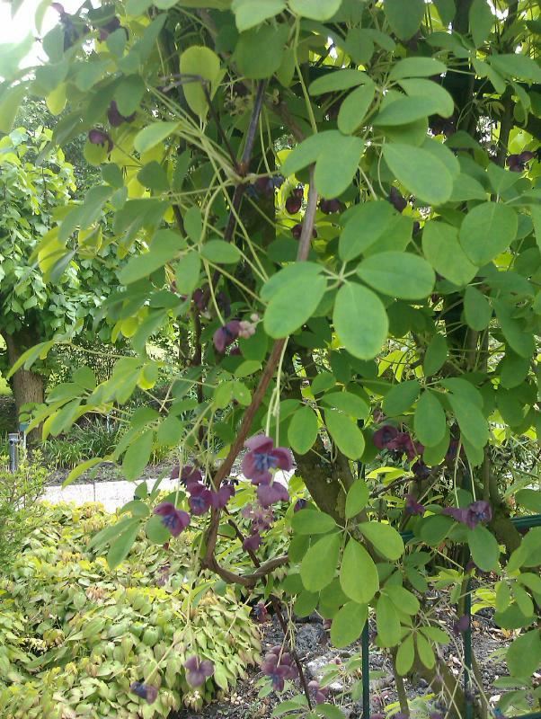 Plantenfiche-Akebia-quinata-Schijnaugurk-