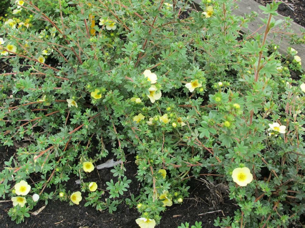 Plantenfiche-Potentilla-fruticosa-Primrose-Beauty-