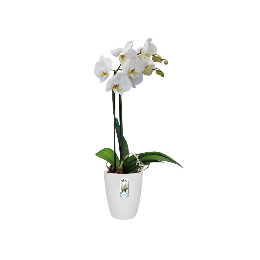 Bloempot-brussels-orchidee-hoog-12-5cm-wit