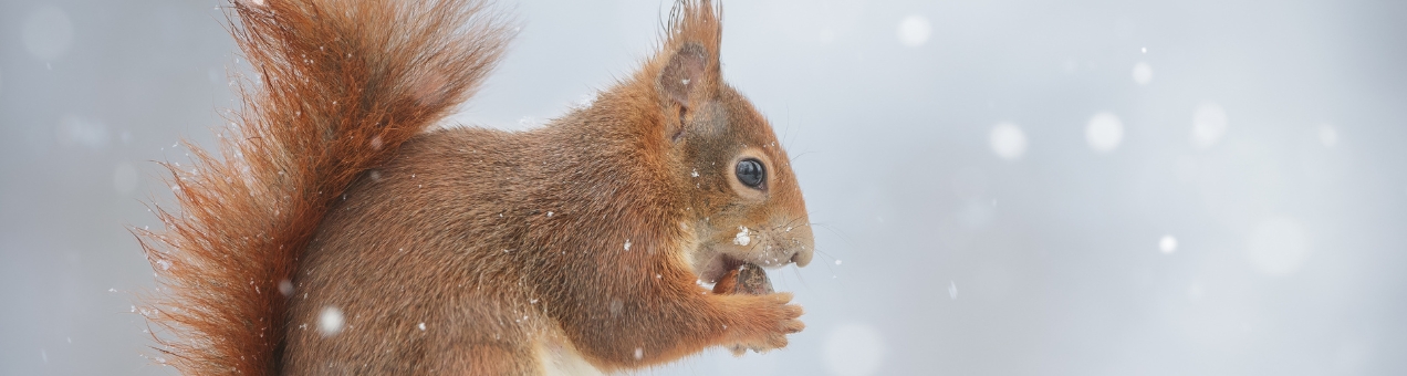 squirrel in the snow