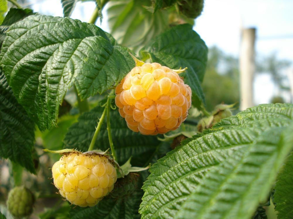 Plantenfiche-Rubus-idaeus-Fallgold-