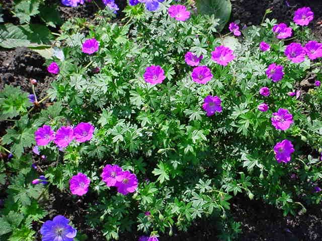 Plantenfiche-Geranium-sanguineum-Max-Frei-
