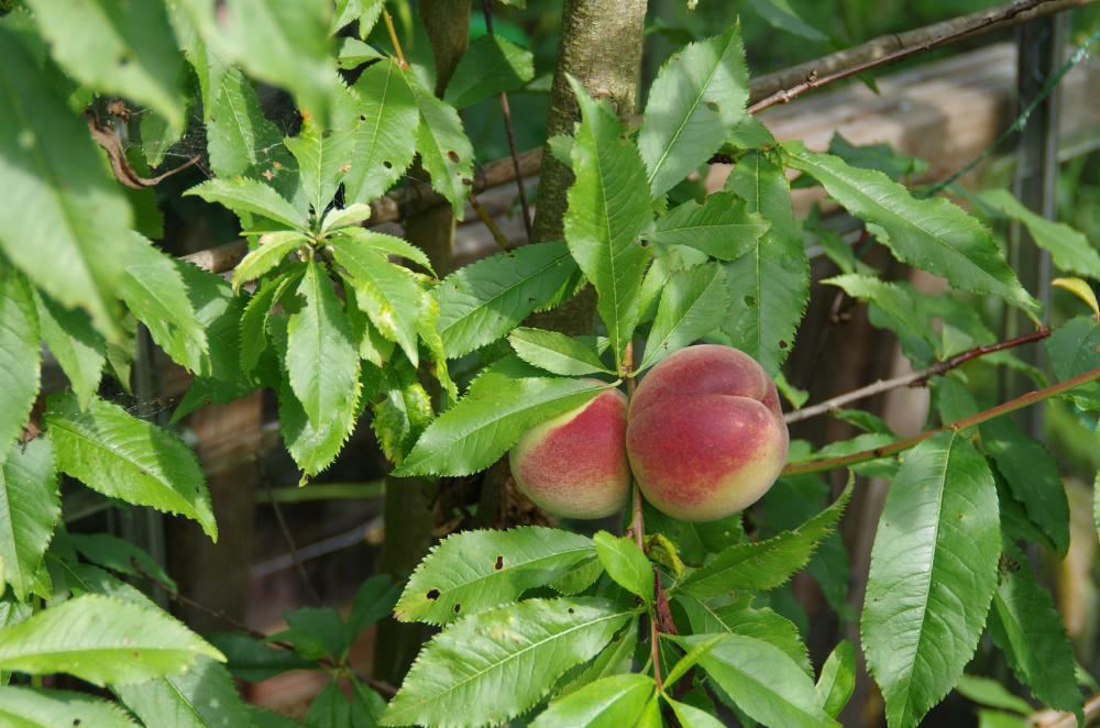 Plantenfiche-Prunus-persica-Amsden-
