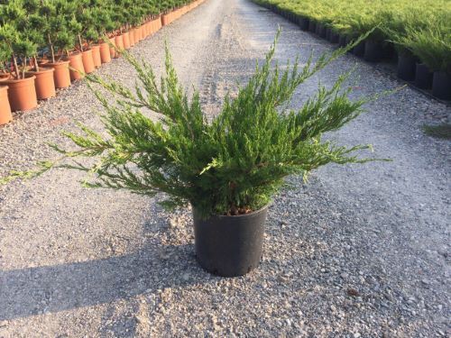 Juniperus x pfitzeriana 'Mint Julep' - pot 10L - 50-60 cm