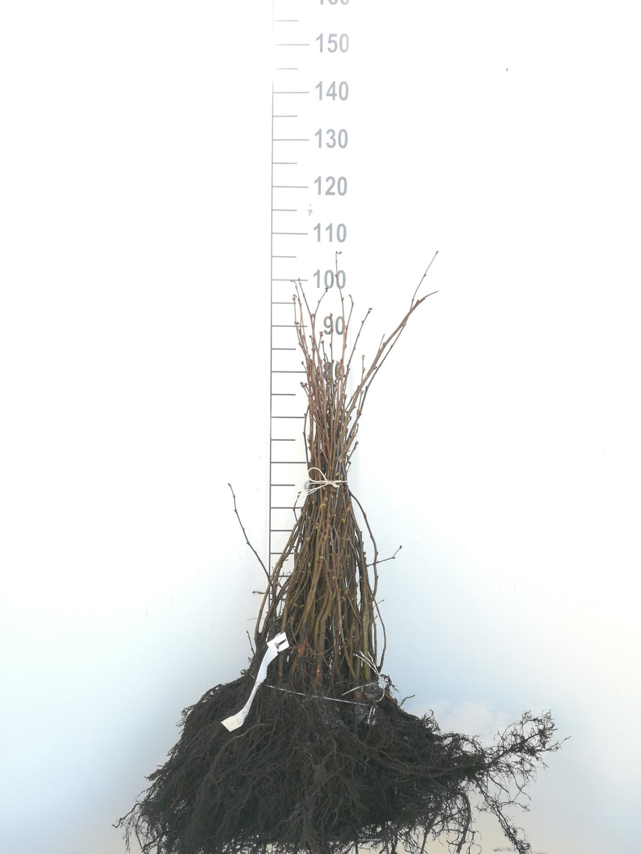Corylus avellana - bare root - 60-90 cm