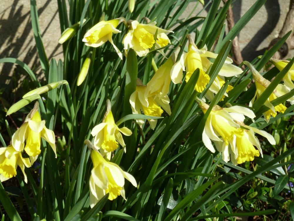 Plantenfiche-Narcissus-pseudonarcissus-subsp-obvallaris