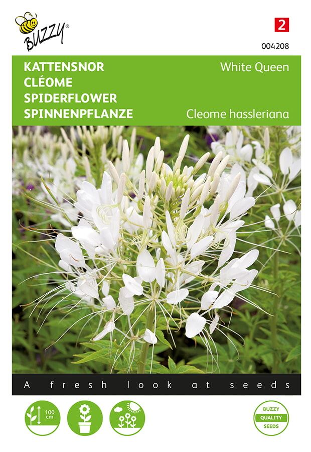 Buzzy-Cleome-hassleriana-White-Queen