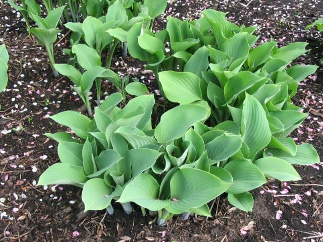Plantenfiche-Hosta-Krossa-Regal-