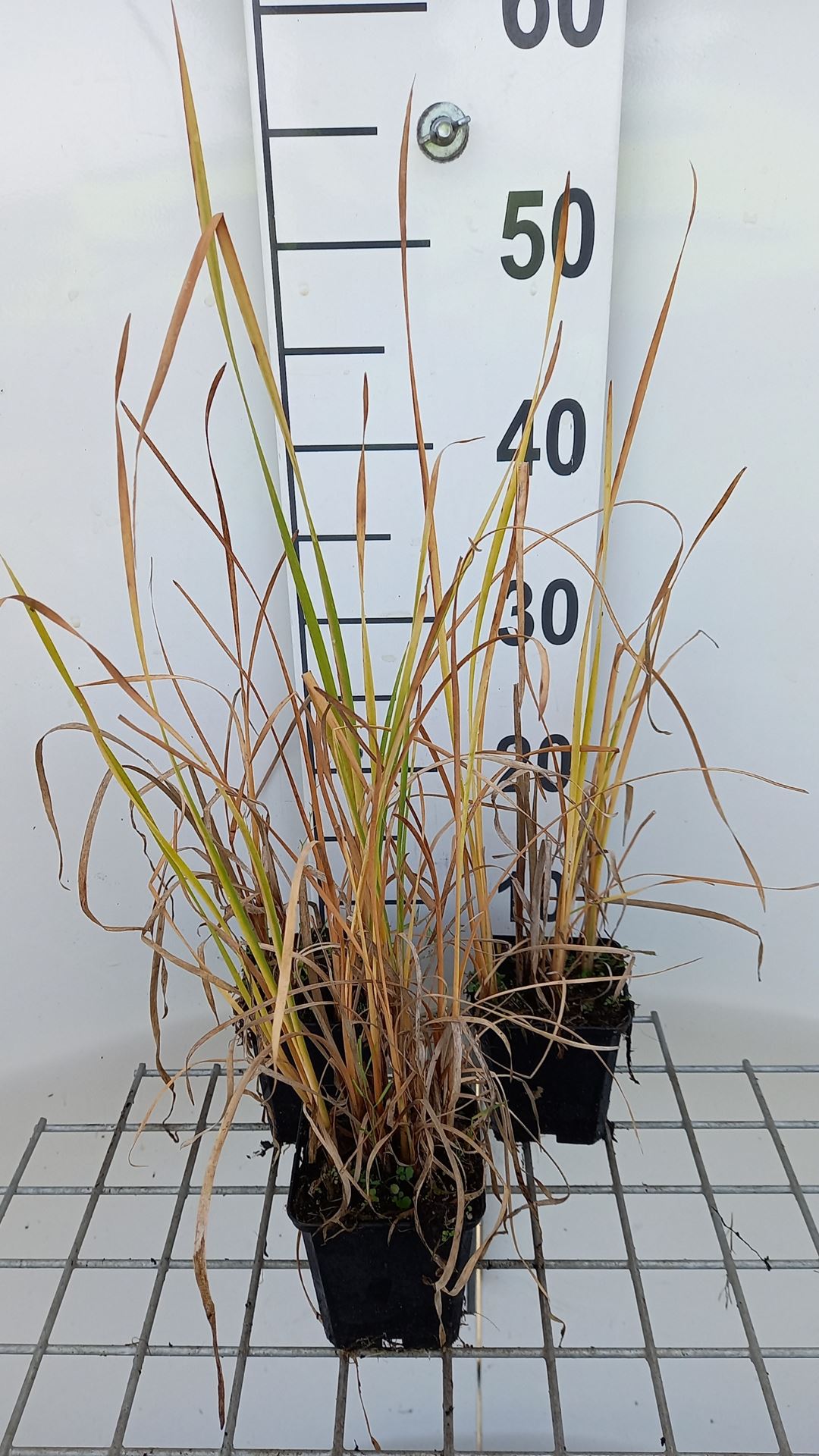 Typha angustifolia - pot 9x9 cm