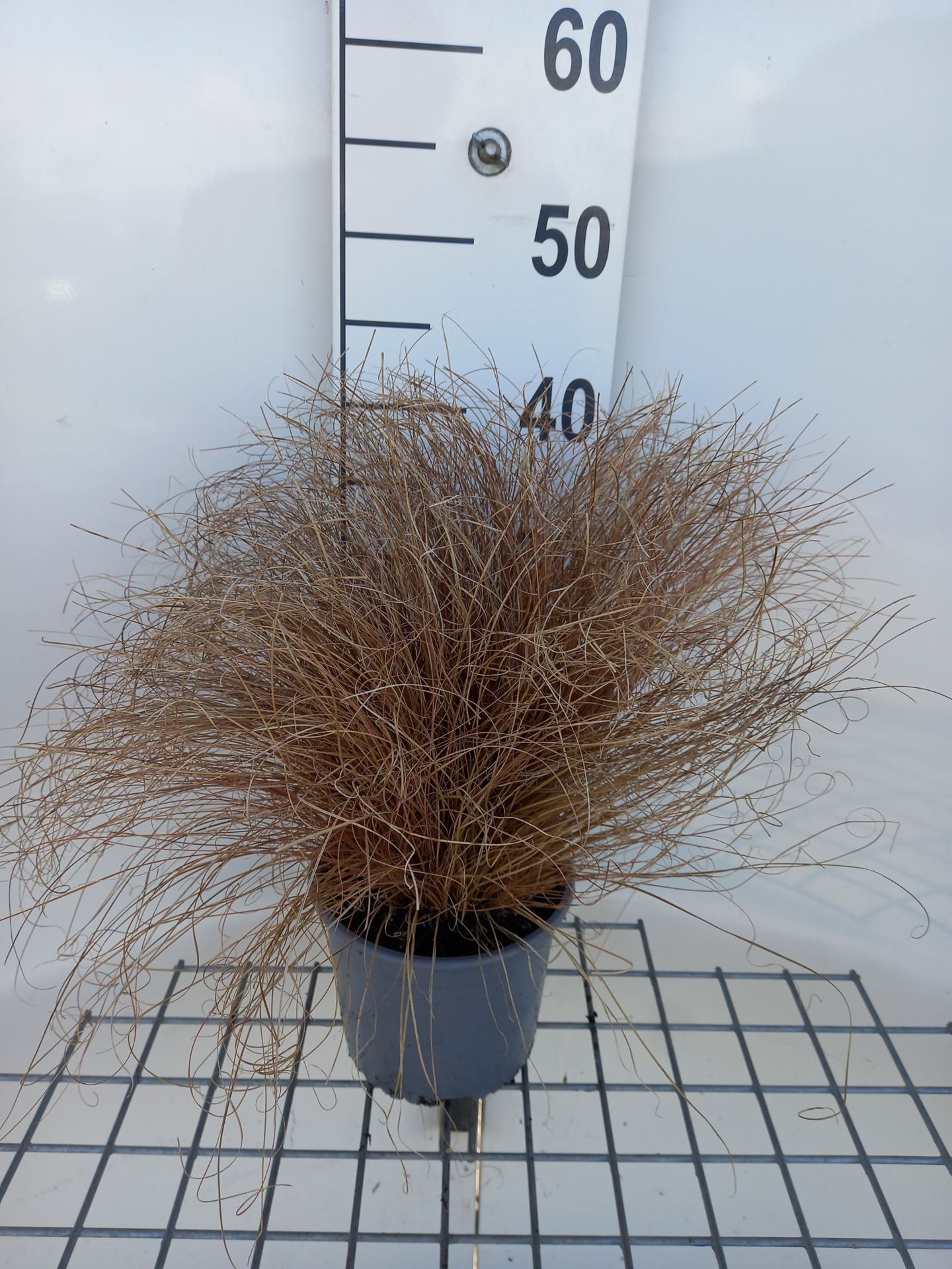 Carex comans 'Bronze Form' - pot 3L