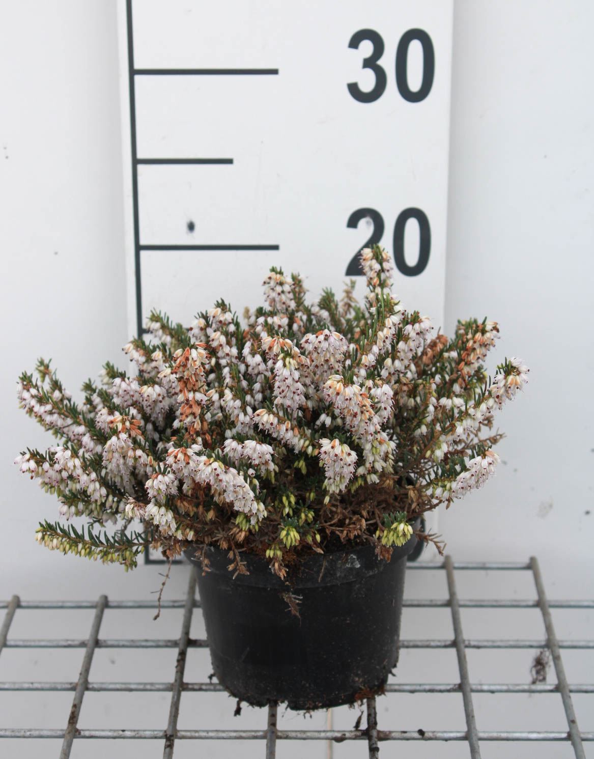 Erica x darleyensis 'White Perfection' - pot 1,3L - 15-20 cm