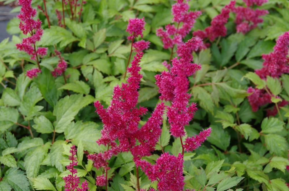 Plantenfiche-Astilbe-Fanal-